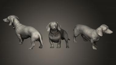 3D model Dachshund dog 11 (STL)